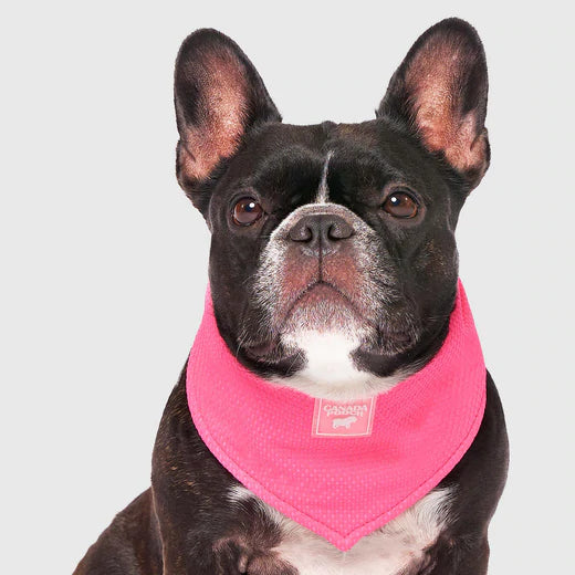 Canada Pooch Cooling Bandana Blue, Pink NEW Dog Bandana