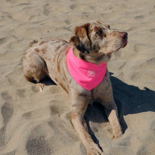 Canada Pooch Cooling Bandana Blue, Pink NEW Dog Bandana