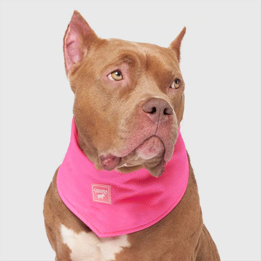Canada Pooch Cooling Bandana Blue, Pink NEW Dog Bandana
