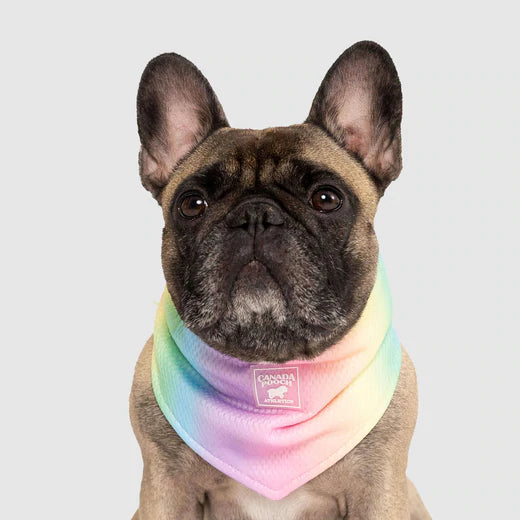 Canada Pooch Cooling Bandana Blue, Pink NEW Dog Bandana